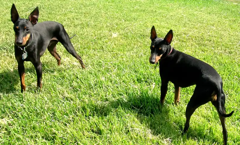 Toy Manchester Terrier, a 81% match to Yorkshire Terrier