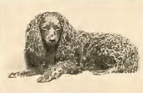 Toy Trawler Spaniel, a 84% match to Chinese Crested Dog