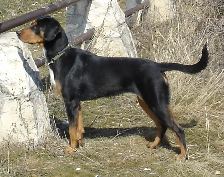 Transylvanian Hound photo thumbnail 1