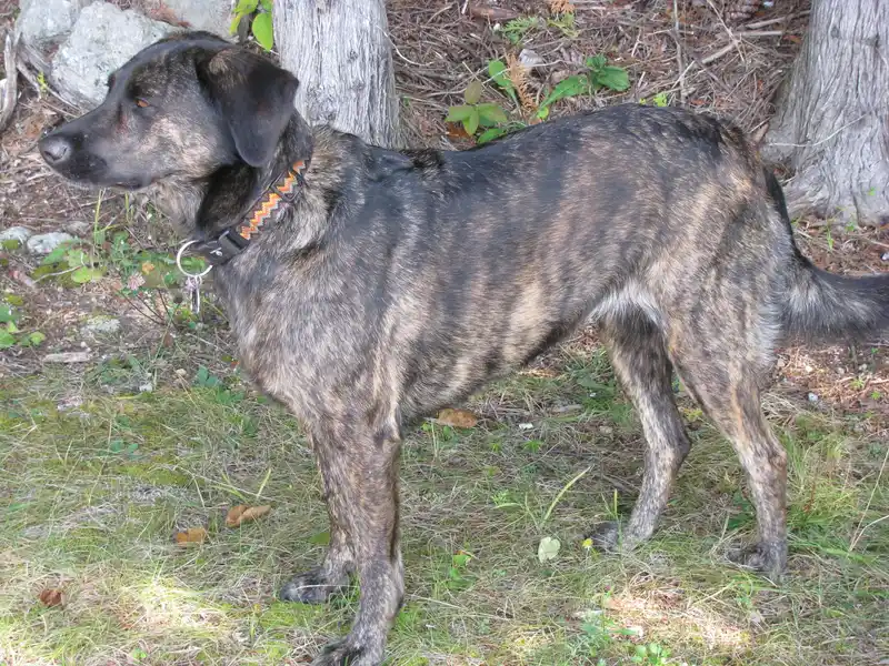 Treeing Tennessee Brindle, a 87% match to Black and Tan Coonhound