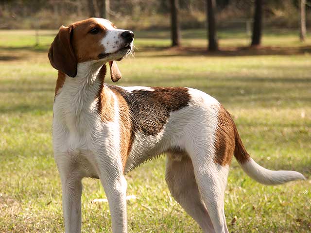 Treeing Walker Coonhound, a 88% match to English Foxhound