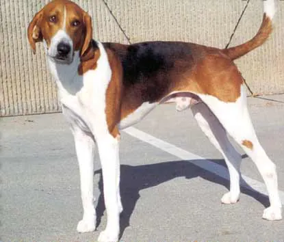Trigg Hound, a 89% match to Pungsan