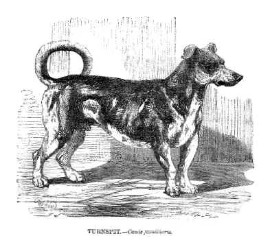 Turnspit Dog - Working breed known for being Affectionate and Energetic
