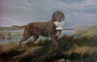 Tweed Water Spaniel, a 90% match to English Water Spaniel