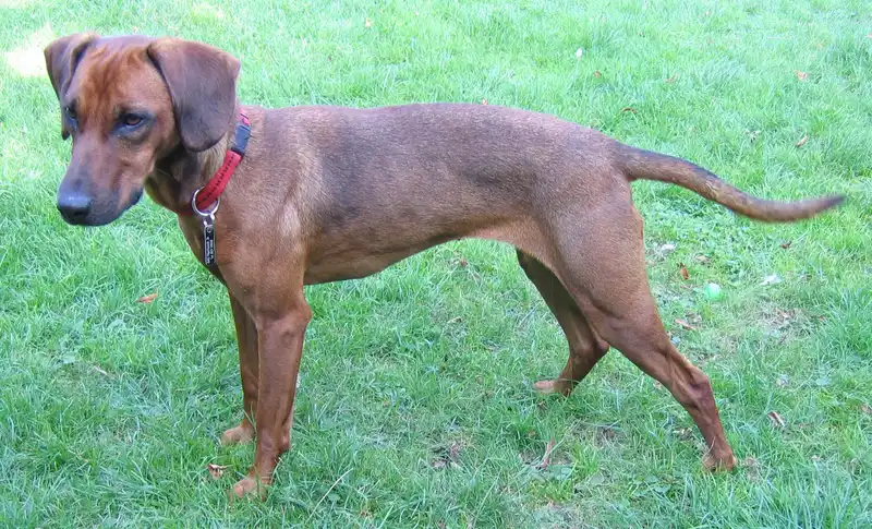 Tyrolean Hound, a 90% match to Transylvanian Hound