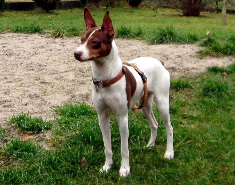 Valencian Terrier - Terrier breed known for being Affectionate and Energetic