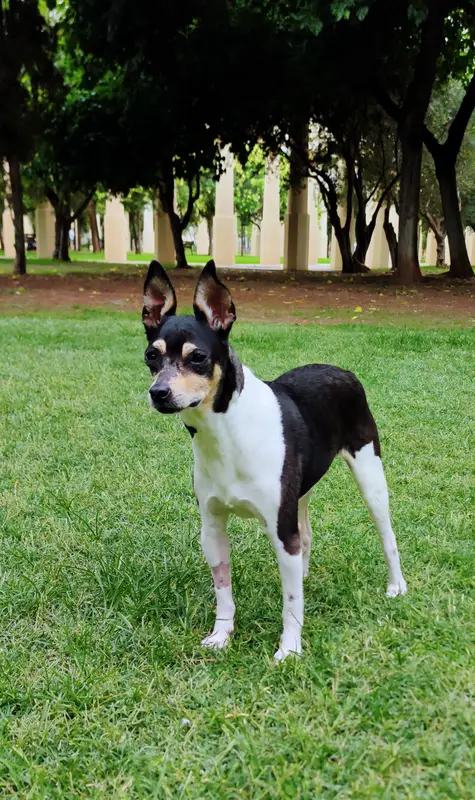 Valencian Terrier photo thumbnail 2