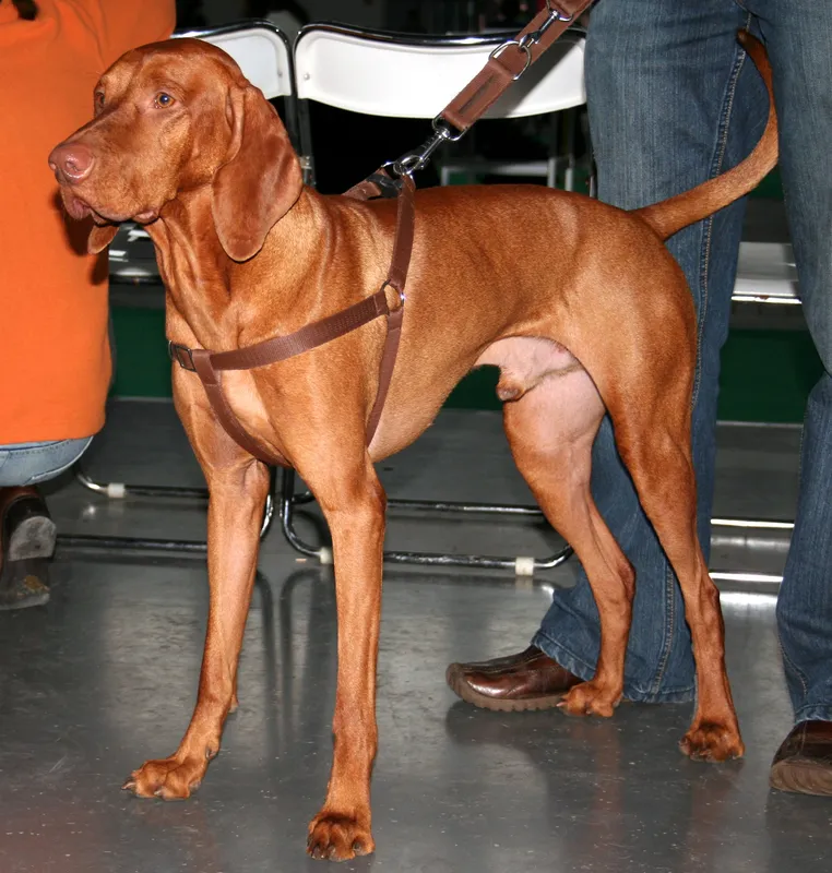 Vizsla, a 90% match to Wirehaired Vizsla