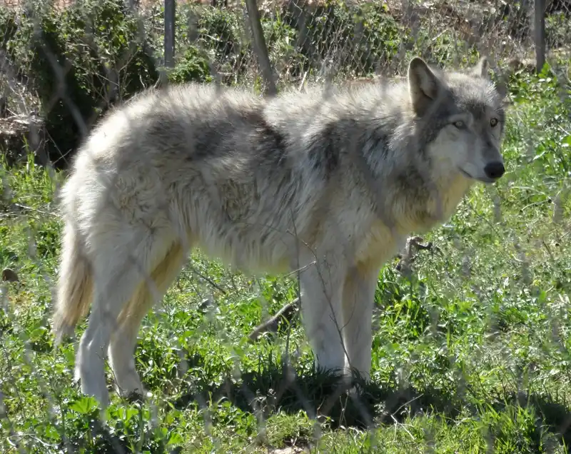Volkosob, a 88% match to Alaskan Husky