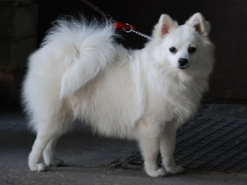 Volpino Italiano - Companion breed known for being Affectionate and Alert
