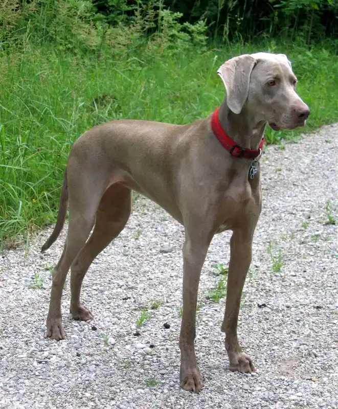 Weimaraner - Sporting breed known for being Affectionate and Energetic