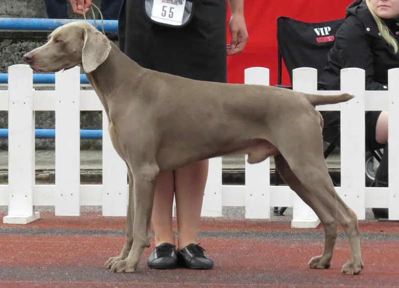 Weimaraner photo thumbnail 3