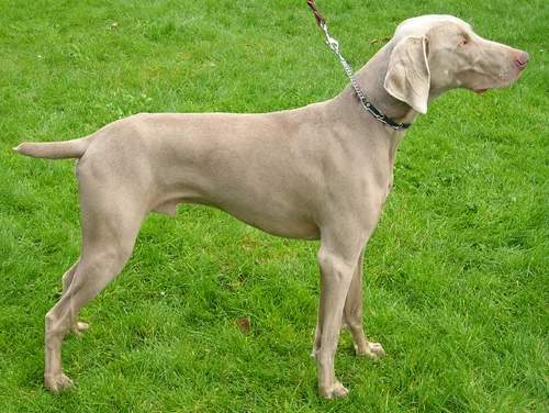 Weimaraner photo thumbnail 4