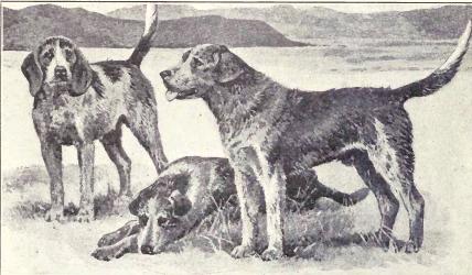 Welsh Hound - Hound breed known for being Affectionate and Energetic
