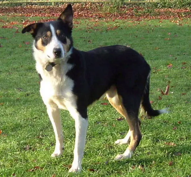 Welsh Sheepdog, a 85% match to Tamaskan Dog