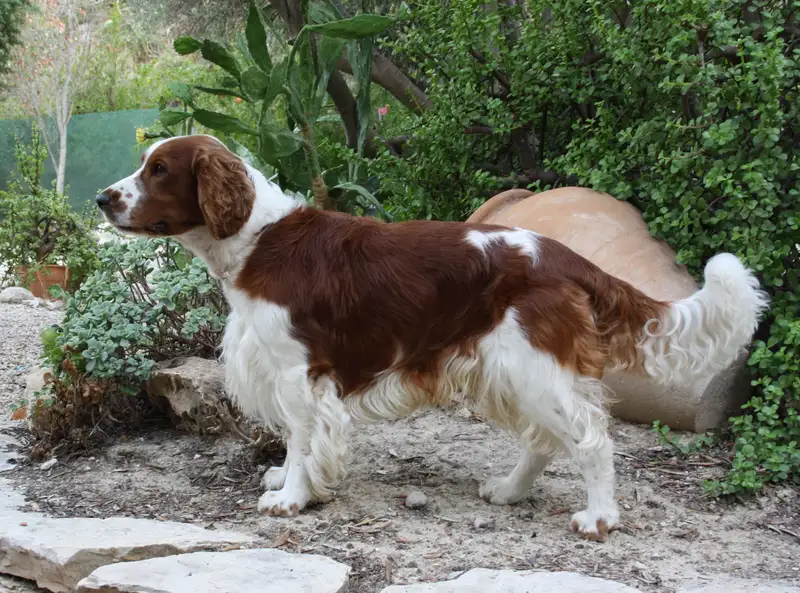 Welsh Springer Spaniel - Sporting breed known for being Active and Affectionate
