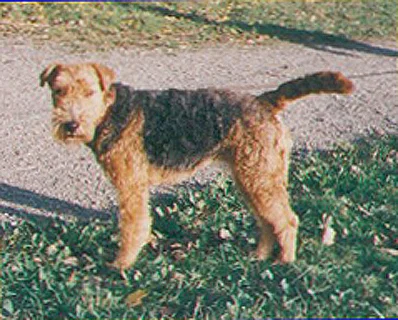 Welsh Terrier, a 88% match to English White Terrier