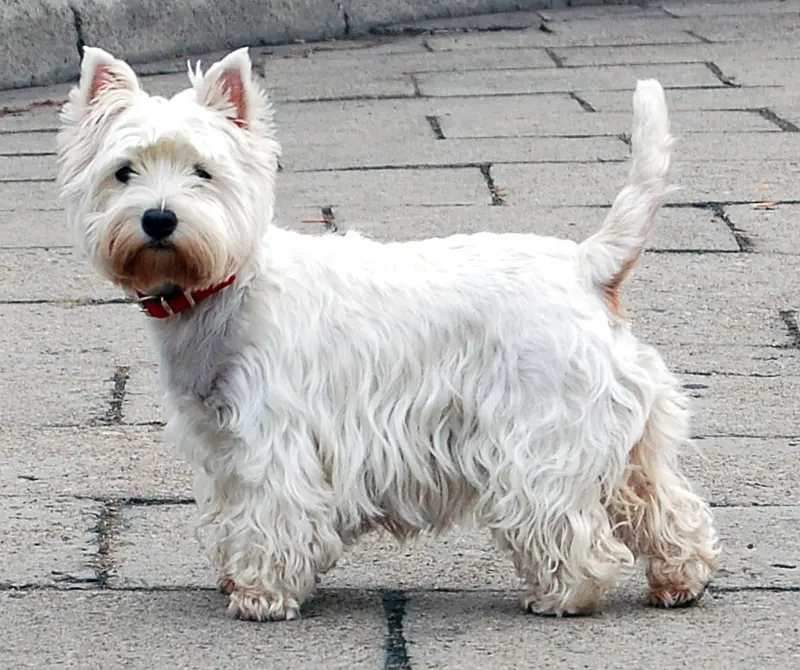 West Highland White Terrier, a 88% match to Black and Tan Terrier
