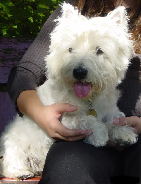 West Highland White Terrier photo thumbnail 5