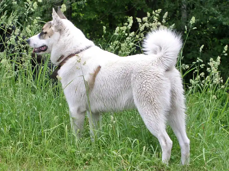 West Siberian Laika, a 92% match to Pungsan