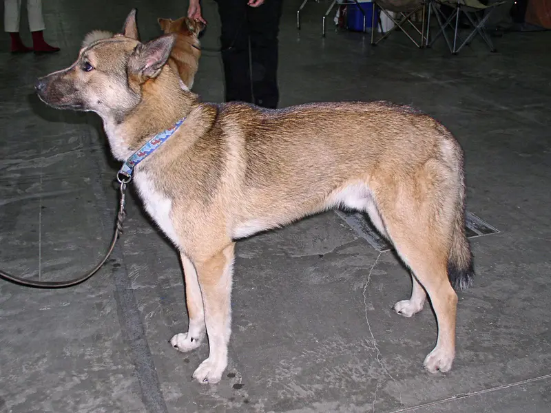 West Siberian Laika photo thumbnail 2