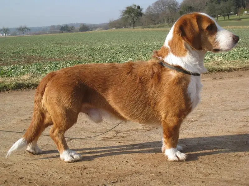 Westphalian Dachsbracke photo thumbnail 1
