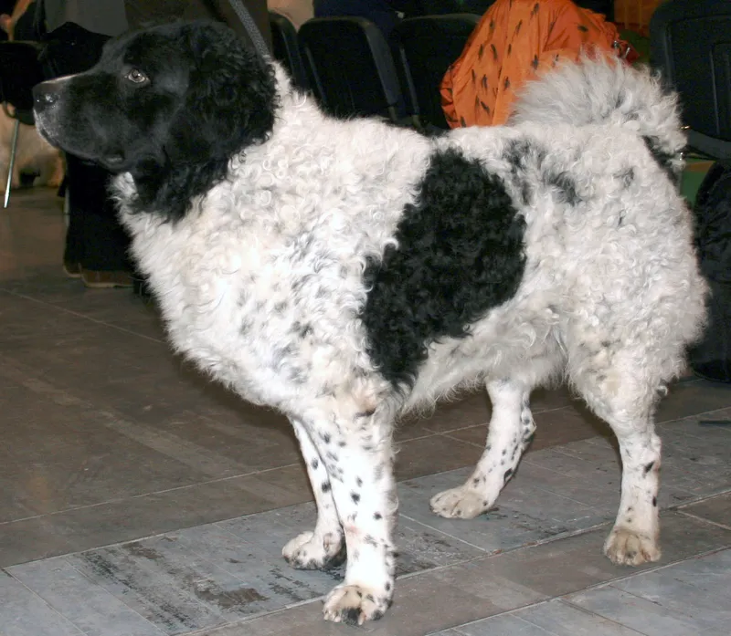 Wetterhoun, a 86% match to German Spaniel