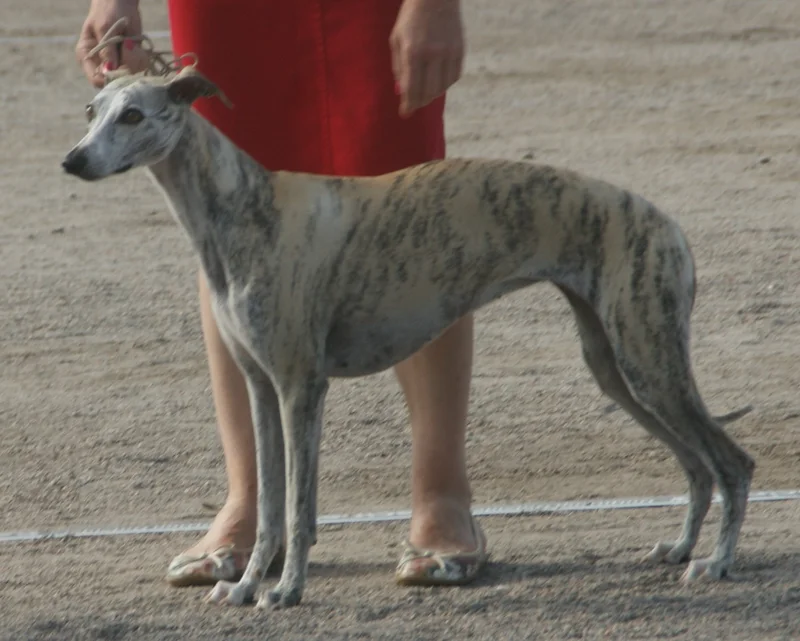 Whippet - Hound breed known for being Affectionate and Gentle
