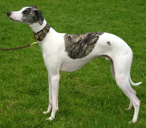 Whippet photo thumbnail 2