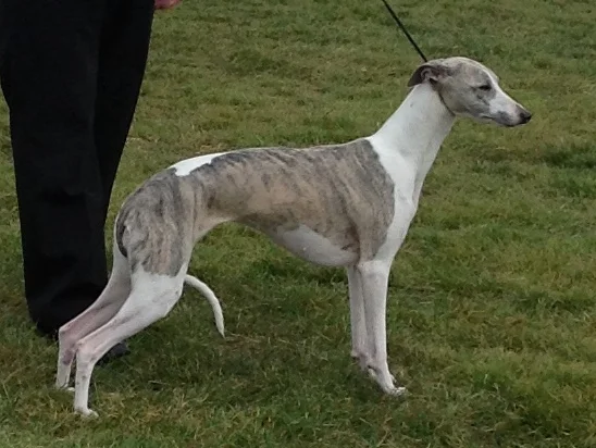Whippet photo thumbnail 3