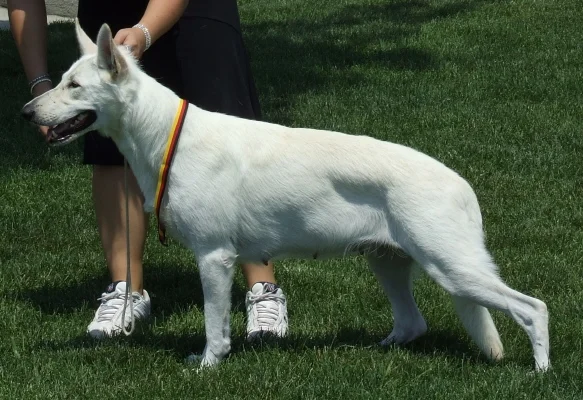 White Shepherd, a 90% match to Pyrenean Sheepdog