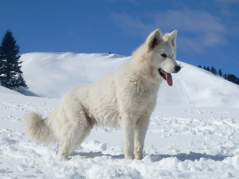 White Swiss Shepherd Dog, a 84% match to Shetland Sheepdog