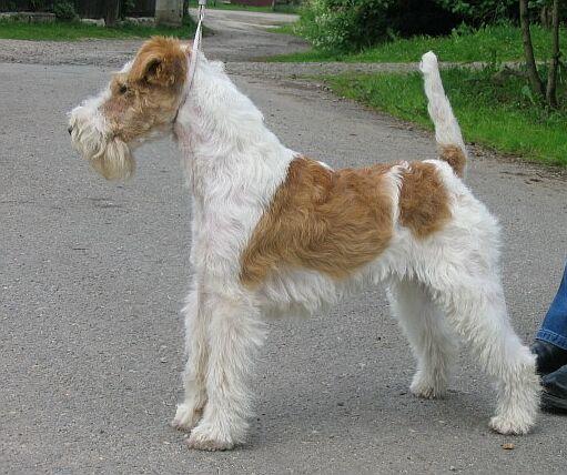 Wire Fox Terrier, a 89% match to Smooth Fox Terrier