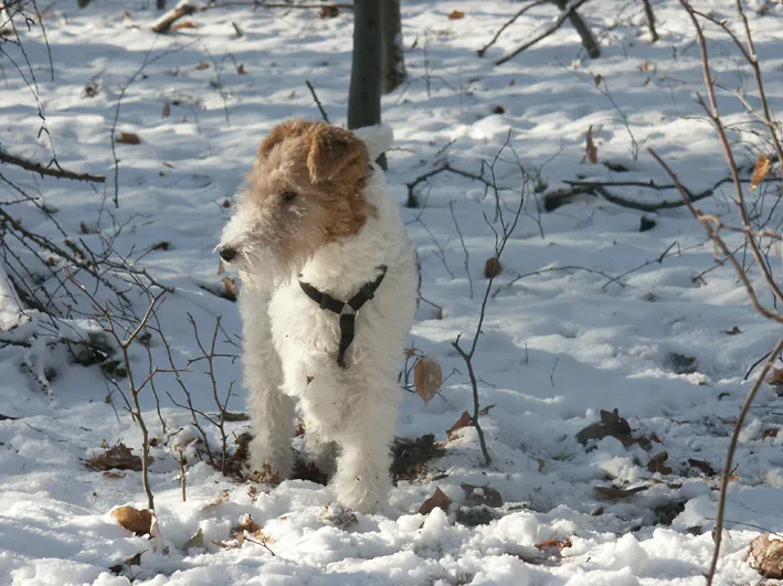 Wire Fox Terrier photo thumbnail 2
