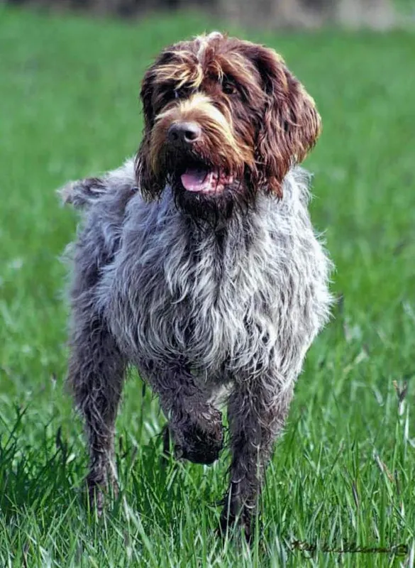 Wirehaired Pointing Griffon - Sporting breed known for being Affectionate and Energetic