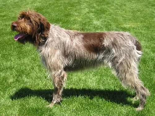 Wirehaired Pointing Griffon photo thumbnail 2