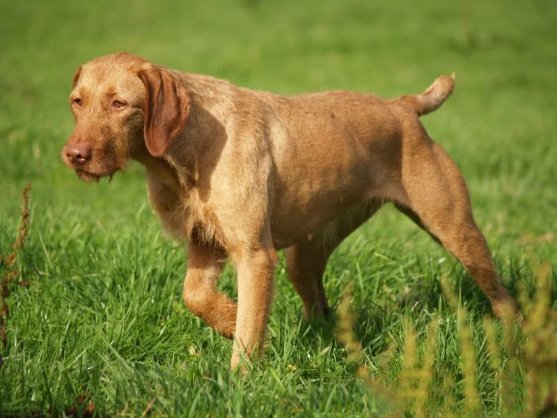 Wirehaired Vizsla, a 88% match to English Setter