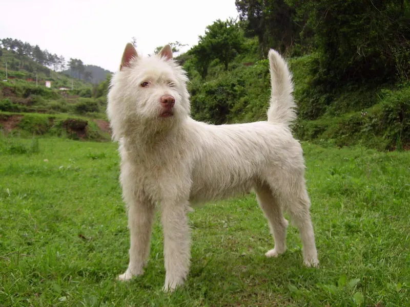 Xiasi Dog, a 86% match to Techichi