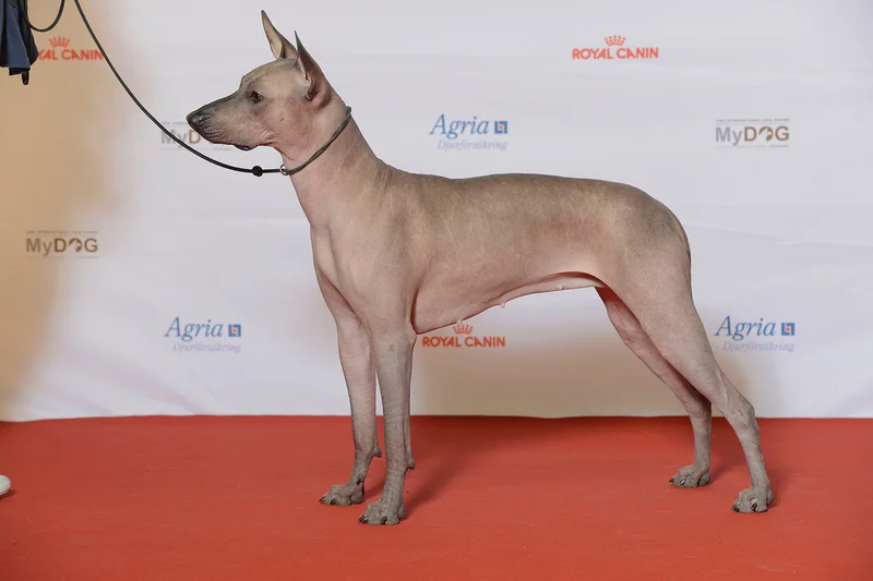 Xoloitzcuintli photo thumbnail 1