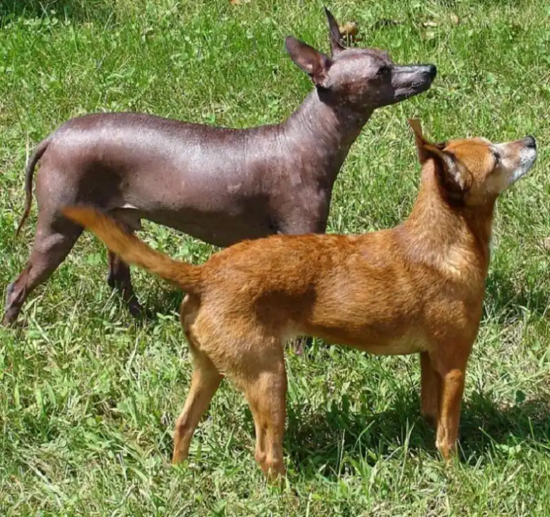 Xoloitzcuintli photo thumbnail 2