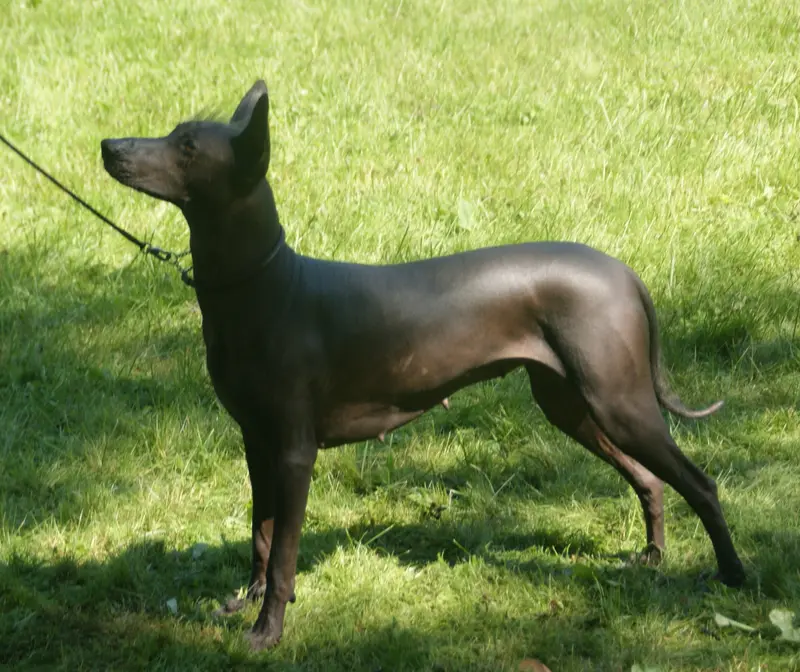 Xoloitzcuintli photo thumbnail 4
