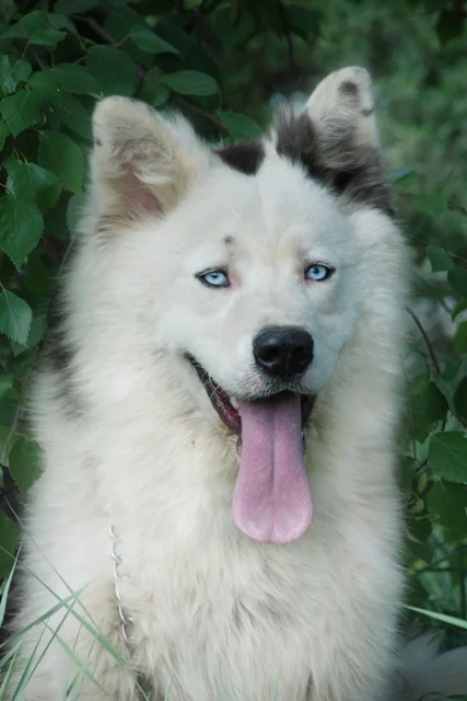 Yakutian Laika - Hunting breed known for being Calm and Energetic