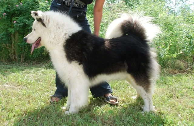 Yakutian Laika photo thumbnail 3