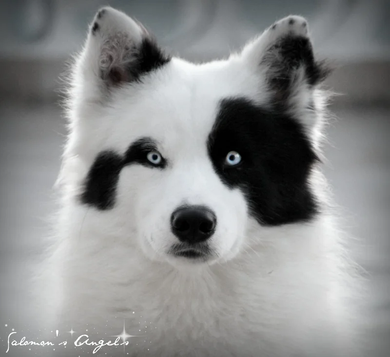 Yakutian Laika photo thumbnail 4