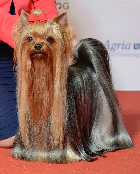 Yorkshire Terrier - Toy breed known for being Affectionate and Bold