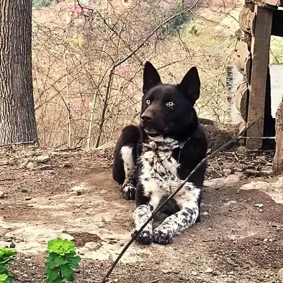 Zerdava, a 88% match to Montenegrin Mountain Hound